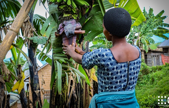 Sandra Nkuba, une survivante de Kaniro, entrain de toucher le régime d’un bananier planté dans leur parcelle