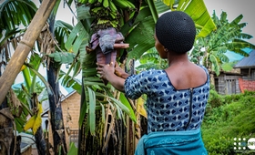 Sandra Nkuba, une survivante de Kaniro, entrain de toucher le régime d’un bananier planté dans leur parcelle